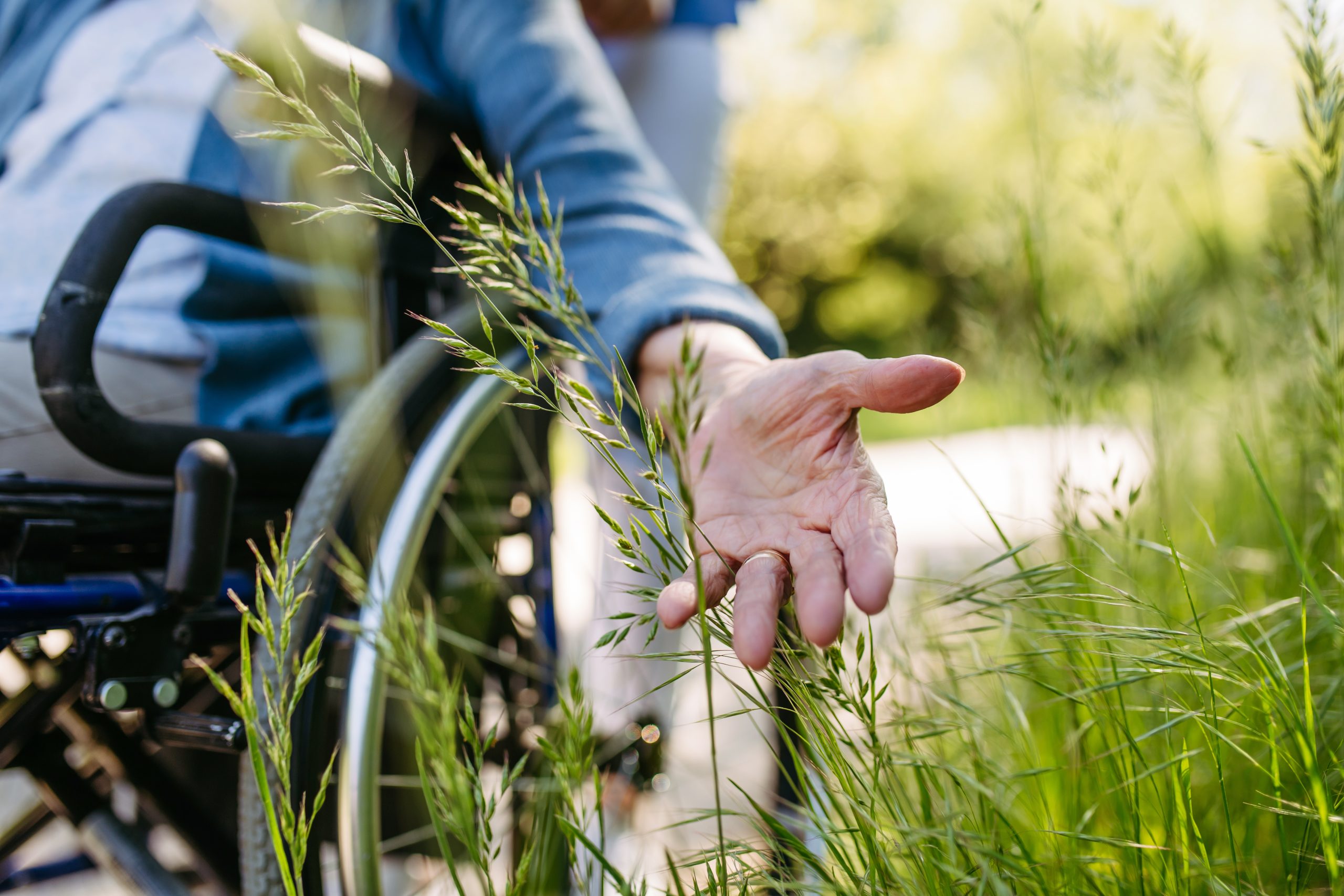 Female caregiver and senior woman in wheelchair picking wild flowers. Nurse and elderly woman enjoying a warm day in nursing home, public park.